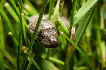 Snake in Grass