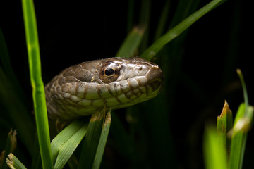 Snake in Grass