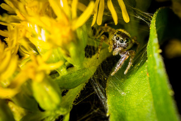 Jumping Spider in Flower