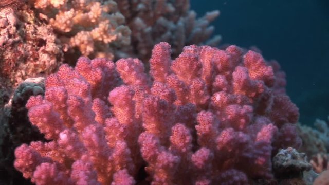 Red corals in clean clear blue water in Red sea. Swimming in world of colorful beautiful world of reefs and algae. Inhabitants in search of food. Abyssal diving.