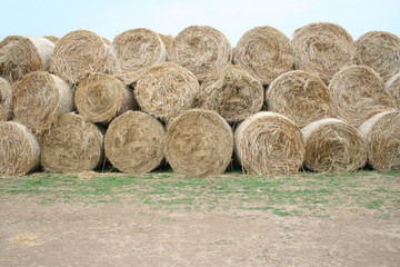 Balle di fieno; agriturismo; natura; prateria; cavalli; mucche