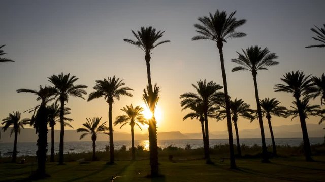 Palmtrees at the shore of Sea of Galilee in Kibbutz Ein Gev (Israel) during sunset.