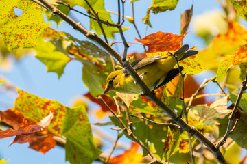 Tanager on Branch