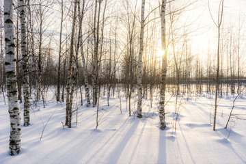 Winter birch forest at sunset