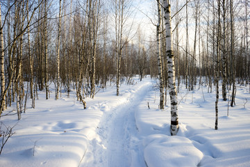Winter birch forest and the trail passes through it