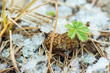 Hello March card. Soft Image of early green sprout appearing from melting snowcover in spring forest.