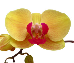 Fototapeta na wymiar Wild yellow orchid