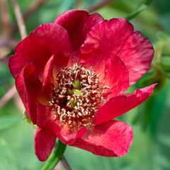 Paeonia delavayi  flower