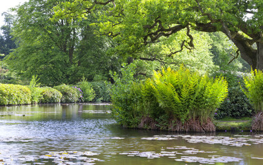 Fototapeta premium Summer garden with a small lake surrounded by oak trees, rhododendrons, ferns