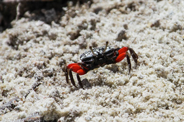 Thai Fiddler crab on the mud in mangrove. Mida Creek. Kenya.
