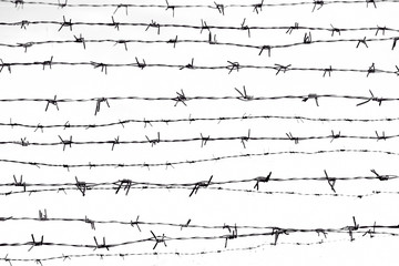Barbed wire on white background