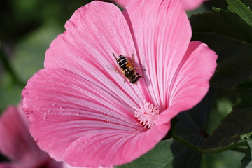 The bee sitting on a pink flower lavater a close up.Malva. Macro. Flower vegetable background horizontally. Malvaceae  family