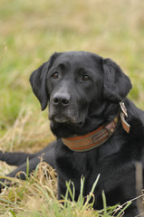 Labrador liegt im Gras