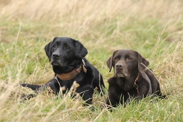 zwei Labradore liegen im Gras