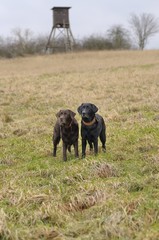 Zwei Labradore stehen auf einer Wiese
