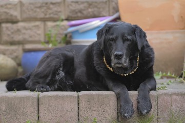 Labrador liegt auf Treppe