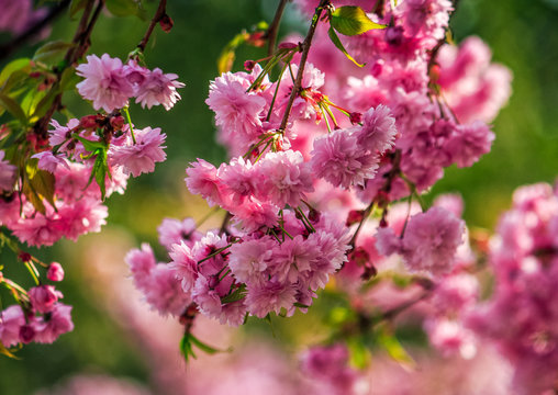 Sakura flower blossom in garden at springtime