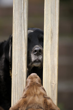 Alter Labrador schaut durch Zaun
