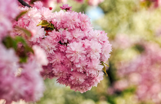 Sakura flower blossom in garden at springtime