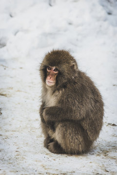 Japan, Yamanouchi, Jigokudani Monkey Park, red-faced macaque sitting on snow