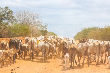 Cows blocking road. Malindi, Kenya.