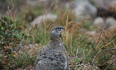 Beatifull ptarmigan