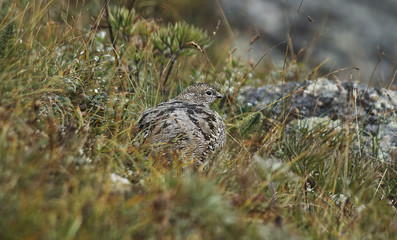 Beatifull ptarmigan
