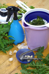 Preparing an extract of dandelion and garlic plants in the garden - obrazy, fototapety, plakaty