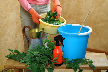 Preparing an nettle extract for plants in the garden