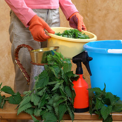 Preparing an nettle extract for plants in the garden © 7monarda
