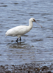 Juvenile Eurasian Spoonbill, Ryan's Field, Hayle Estuary RSPB Reserve, Cornwall, England, UK.