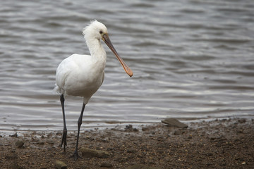 Juvenile Eurasian Spoonbill, Ryan's Field, Hayle Estuary RSPB Reserve, Cornwall, England, UK.