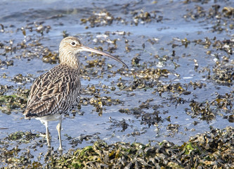Eurasian Curlew standing at the edge of the water, Hayle Estuary RSPB Reserve, Cornwall, England, UK.