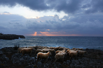 the sea lambs