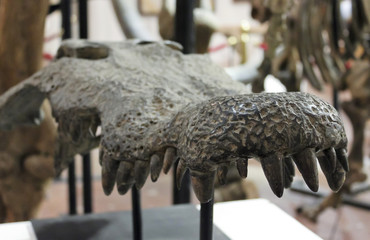 Fototapeta premium A Fossil Alligator Jaw in a Museum