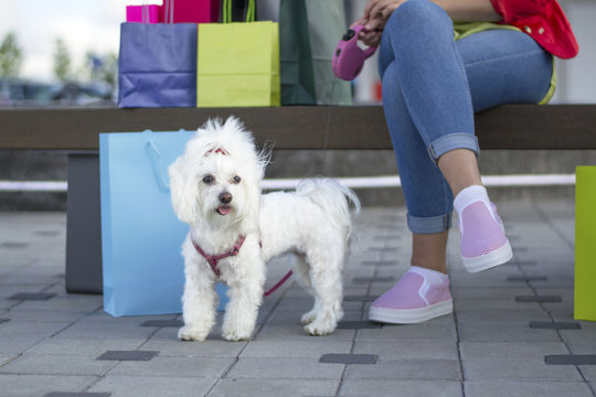 Woman on shopping trip with dog 