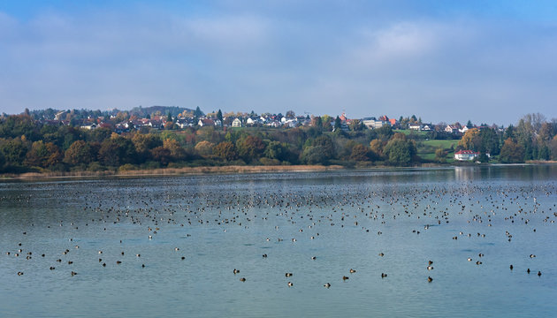 Common pochard (Aythya ferina) wintering on the lake Bodenzee, Germany
