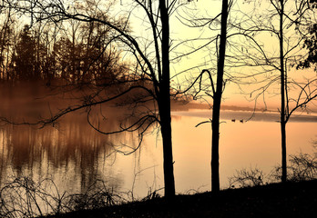 trees Am Lake reflection swans cr2017darrelljbanks