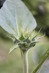 Sunflower Bud