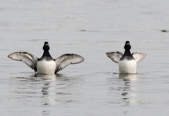 Tufted ducks (Aythya fuligula) with wings spread. Long-winged and short-winged forms of a small diving duck, showing black and white plumage. 