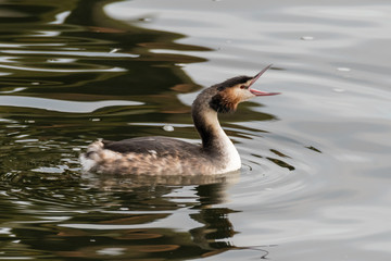 Great crested grebe (Podiceps cristatus) with beak open. Elegant waterbird in the family Podicipedidae swimming and showing open bill and tongue
