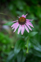 Purple Flower in Full Bloom