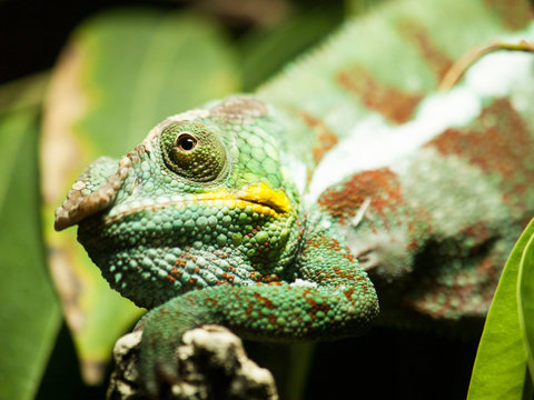 Portrait of Cone-head chameleon on the branch with leaves - Chameleo calyptratus