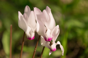 Cyclamens