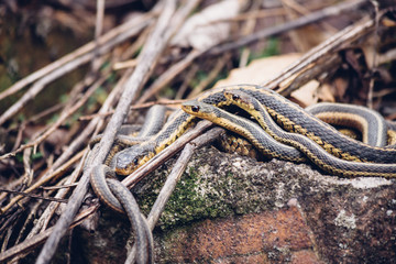 Mom and Baby Snakes