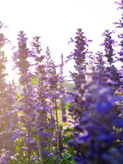 Backlited violet flower field