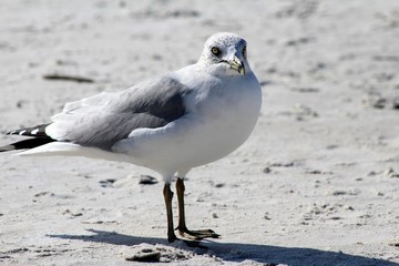 Seagull