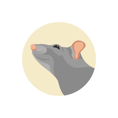 rat head face vector illustration style Flat 