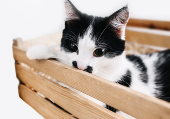 cute cat in a wooden csice