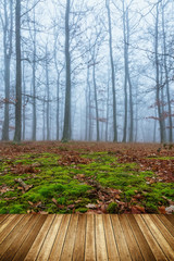 Mystic foggy day in the oak forest